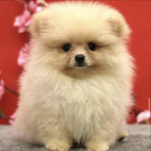 Pomeranian